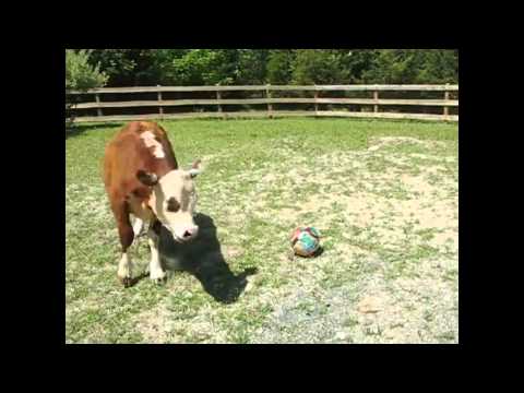 Schlaue Kühe sind schlau lyteCache.php?origThumbUrl=https%3A%2F%2Fi.ytimg.com%2Fvi%2FLWRRPlrV2ww%2F0 