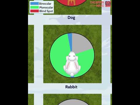 Sichtfelder von Tieren & Menschen im Vergleich lyteCache.php?origThumbUrl=https%3A%2F%2Fi.ytimg.com%2Fvi%2FMB4MhGOqxes%2Fhqdefault 