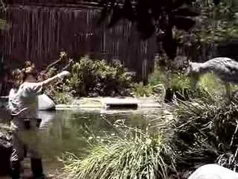 Der Schuhschnabel-Vogel ist wie der letzte Dinosaurier auf Erden lyteCache.php?origThumbUrl=https%3A%2F%2Fi.ytimg.com%2Fvi%2FNh3CFN-anq4%2Fhqdefault 