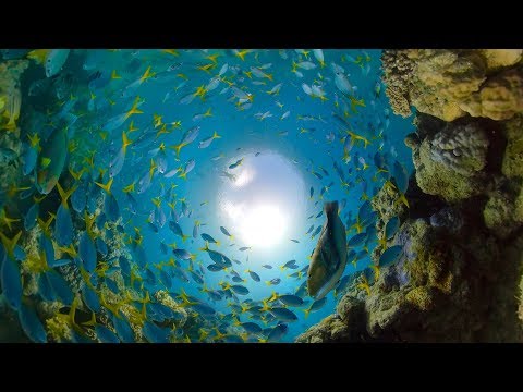 Ein Tauchgang durch das Great Barrier Reef lyteCache.php?origThumbUrl=https%3A%2F%2Fi.ytimg.com%2Fvi%2FOAmBkfn62dY%2Fhqdefault 