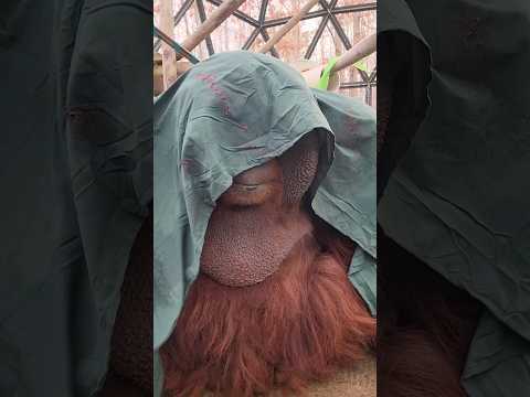 Fluff der Woche (92) lyteCache.php?origThumbUrl=https%3A%2F%2Fi.ytimg.com%2Fvi%2FOFerpkLNh24%2Fhqdefault 