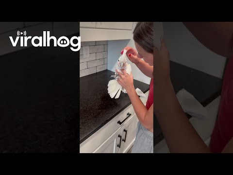 Fluff der Woche (111) lyteCache.php?origThumbUrl=https%3A%2F%2Fi.ytimg.com%2Fvi%2FOV5NTlJrtOw%2F0 