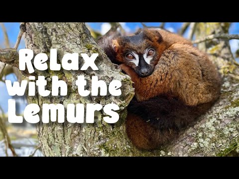 Fluff der Woche (104) lyteCache.php?origThumbUrl=https%3A%2F%2Fi.ytimg.com%2Fvi%2FP6xB0Wk9E_I%2F0 