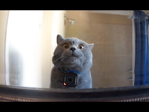GoPro-Kamera an einer Zuhause allein gelassenen Katze lyteCache.php?origThumbUrl=https%3A%2F%2Fi.ytimg.com%2Fvi%2FPhtb6nZWiW0%2Fhqdefault 