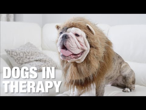 Wenn Hunde zum Psychologen gehen würden lyteCache.php?origThumbUrl=https%3A%2F%2Fi.ytimg.com%2Fvi%2FPmdmGnohk6E%2F0 