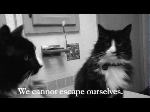 Tag einer Katze als French Art Movie lyteCache.php?origThumbUrl=https%3A%2F%2Fi.ytimg.com%2Fvi%2FQ34z5dCmC4M%2Fhqdefault 