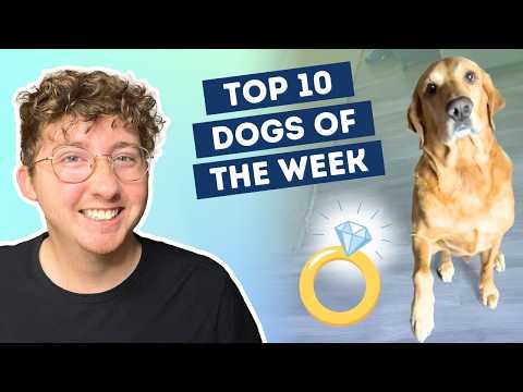 Fluff der Woche (73) lyteCache.php?origThumbUrl=https%3A%2F%2Fi.ytimg.com%2Fvi%2FQnQx-9V4f8Q%2F0 