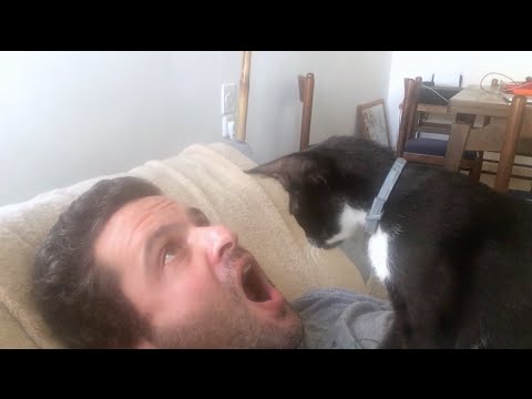 Besuch bei der Zahnarzt-Katze lyteCache.php?origThumbUrl=https%3A%2F%2Fi.ytimg.com%2Fvi%2FRSDqb-R58Es%2Fhqdefault 