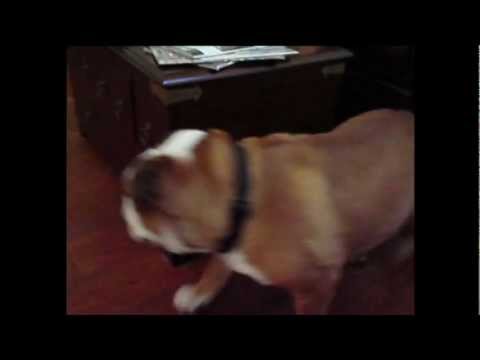 Perpetual motion bulldog  lyteCache.php?origThumbUrl=https%3A%2F%2Fi.ytimg.com%2Fvi%2FR_WKmopoN50%2Fhqdefault 