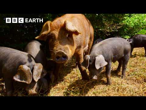 Fluff der Woche (107) lyteCache.php?origThumbUrl=https%3A%2F%2Fi.ytimg.com%2Fvi%2FRgeqHoKgsvg%2F0 