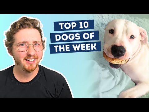 Fluff der Woche (111) lyteCache.php?origThumbUrl=https%3A%2F%2Fi.ytimg.com%2Fvi%2FRjsM1AKCjaA%2F0 