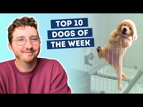 Fluff der Woche (103) lyteCache.php?origThumbUrl=https%3A%2F%2Fi.ytimg.com%2Fvi%2FSICBNibq7CY%2F0 