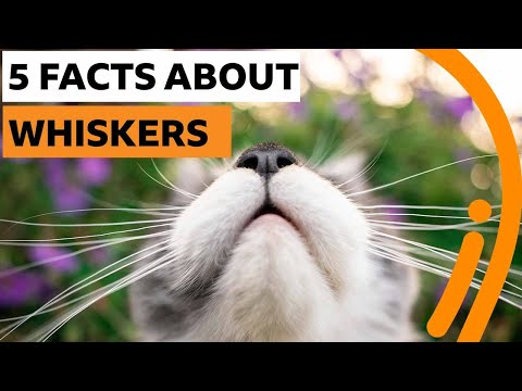 Warum haben Tiere Schnurrhaare und was machen sie damit? lyteCache.php?origThumbUrl=https%3A%2F%2Fi.ytimg.com%2Fvi%2FSihGk-tjR1c%2Fhqdefault 