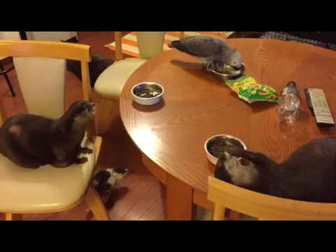 Nur zwei Otter, ein Papagei und eine Ente beim gemeinsamen Frühstück lyteCache.php?origThumbUrl=https%3A%2F%2Fi.ytimg.com%2Fvi%2FSrXSVleRFv0%2Fhqdefault 