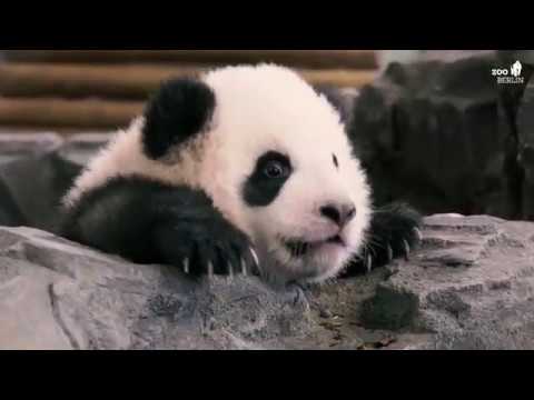 Panda-Babys erkunden erstmals das Außengehege des Berliner Zoos lyteCache.php?origThumbUrl=https%3A%2F%2Fi.ytimg.com%2Fvi%2FT2JxAfNjFY0%2Fhqdefault 