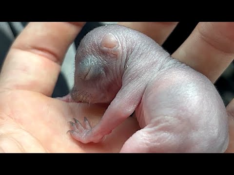 Fluff der Woche (75) lyteCache.php?origThumbUrl=https%3A%2F%2Fi.ytimg.com%2Fvi%2FTl29czNA3d0%2F0 