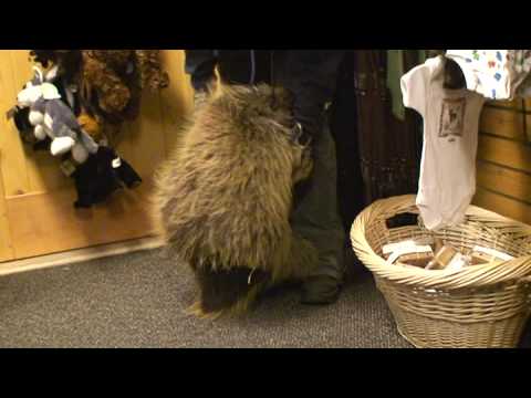 Fluff der Woche (5) lyteCache.php?origThumbUrl=https%3A%2F%2Fi.ytimg.com%2Fvi%2FU5I5H7EeC8k%2Fhqdefault 