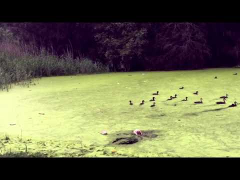 Montagsgefühle lyteCache.php?origThumbUrl=https%3A%2F%2Fi.ytimg.com%2Fvi%2FUinpG2htgfs%2F0 