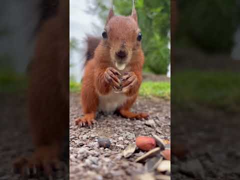 Fluff der Woche (105) lyteCache.php?origThumbUrl=https%3A%2F%2Fi.ytimg.com%2Fvi%2FVixpzXDra1Y%2Fhqdefault 