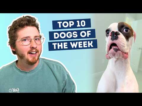 Fluff der Woche (110) lyteCache.php?origThumbUrl=https%3A%2F%2Fi.ytimg.com%2Fvi%2FVvTYK9Ev0LA%2Fhqdefault 