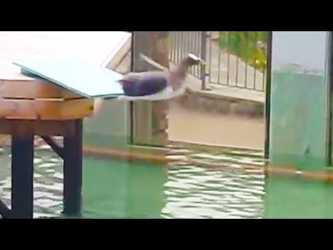 Ozzy Man kommentiert den scheuesten Pinguin der Welt lyteCache.php?origThumbUrl=https%3A%2F%2Fi.ytimg.com%2Fvi%2FVxsPINNflu4%2Fhqdefault 