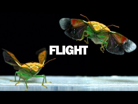 Zeitlupenaufnahmen von fliegenden Insekten lyteCache.php?origThumbUrl=https%3A%2F%2Fi.ytimg.com%2Fvi%2FWFqa2R9xE1M%2Fhqdefault 