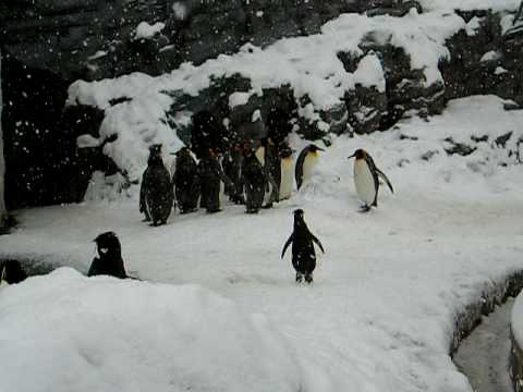 Der fröhliche Pinguin lyteCache.php?origThumbUrl=https%3A%2F%2Fi.ytimg.com%2Fvi%2FW_rH3WEJh6c%2Fhqdefault 