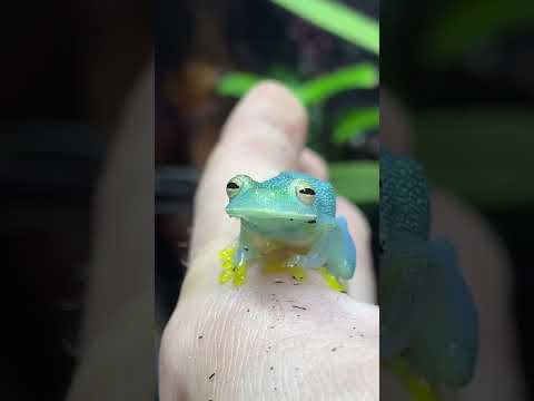 Fluff der Woche (112) lyteCache.php?origThumbUrl=https%3A%2F%2Fi.ytimg.com%2Fvi%2FXqQGw5L09pg%2Fhqdefault 