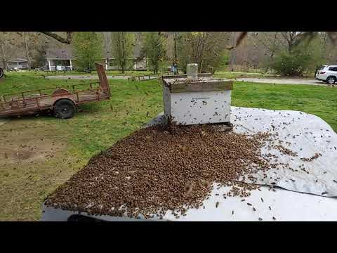 Bienen-Entferner schüttelt Schwarm einfach so vom Ast runter lyteCache.php?origThumbUrl=https%3A%2F%2Fi.ytimg.com%2Fvi%2FYgOYLDf5Wv8%2Fhqdefault 