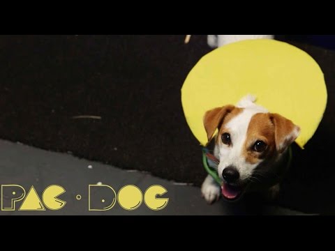 Pac-Dog lyteCache.php?origThumbUrl=https%3A%2F%2Fi.ytimg.com%2Fvi%2FYmNyNsz9Xzc%2Fhqdefault 