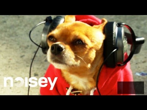 Straßenumfrage: Wie finden Hunde einen Song? lyteCache.php?origThumbUrl=https%3A%2F%2Fi.ytimg.com%2Fvi%2FZ5GdrkPKLtI%2F0 