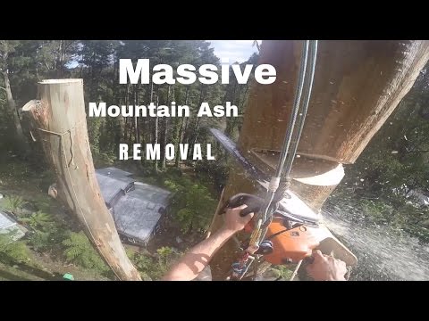 POV-Stutzfällung eines 50m-Baumes lyteCache.php?origThumbUrl=https%3A%2F%2Fi.ytimg.com%2Fvi%2FZXbfVeczytQ%2Fhqdefault 