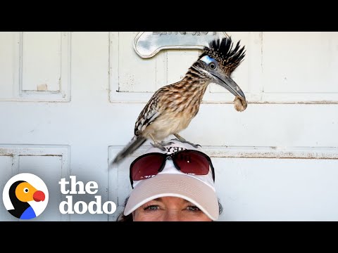 Fluff der Woche (92) lyteCache.php?origThumbUrl=https%3A%2F%2Fi.ytimg.com%2Fvi%2F_CJPWhPcYqY%2Fhqdefault 