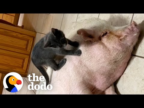 Fluff der Woche (75) lyteCache.php?origThumbUrl=https%3A%2F%2Fi.ytimg.com%2Fvi%2F_wPBkjVuqFs%2F0 