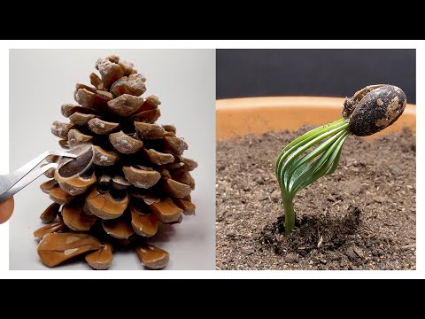 Wie aus einem Tannenzapfen ein Kieferbaum erwächst lyteCache.php?origThumbUrl=https%3A%2F%2Fi.ytimg.com%2Fvi%2Fa4kr4SxMNnA%2Fhqdefault 