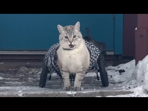 Fluff der Woche (95) lyteCache.php?origThumbUrl=https%3A%2F%2Fi.ytimg.com%2Fvi%2FahA5w3gI3ws%2Fhqdefault 