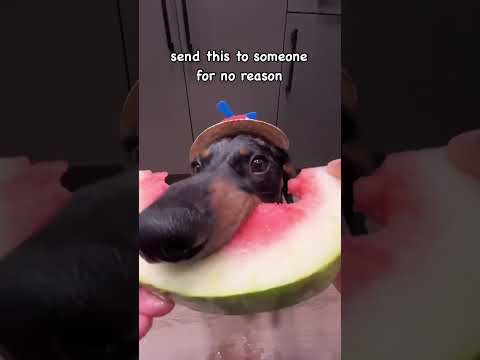 Fluff der Woche (94) lyteCache.php?origThumbUrl=https%3A%2F%2Fi.ytimg.com%2Fvi%2Faj8ztkXFZow%2Fhqdefault 