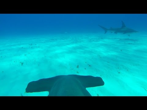 Hammerhai mit GoPro im Meer lyteCache.php?origThumbUrl=https%3A%2F%2Fi.ytimg.com%2Fvi%2FauUxD3Qe3FU%2Fhqdefault 