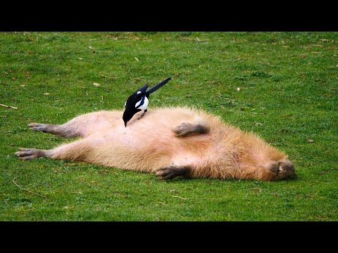 Fluff der Woche (7) lyteCache.php?origThumbUrl=https%3A%2F%2Fi.ytimg.com%2Fvi%2FbKIzXCYvdYg%2Fhqdefault 