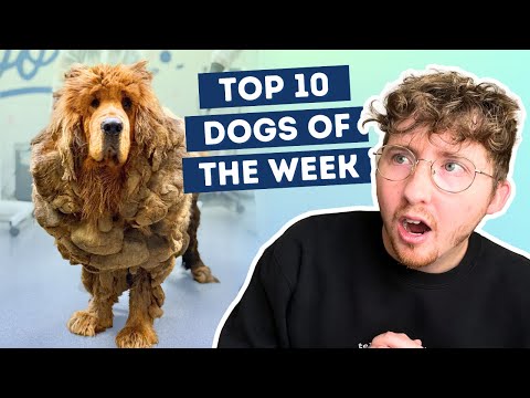 Fluff der Woche (75) lyteCache.php?origThumbUrl=https%3A%2F%2Fi.ytimg.com%2Fvi%2FdwvGv8P27Xg%2F0 