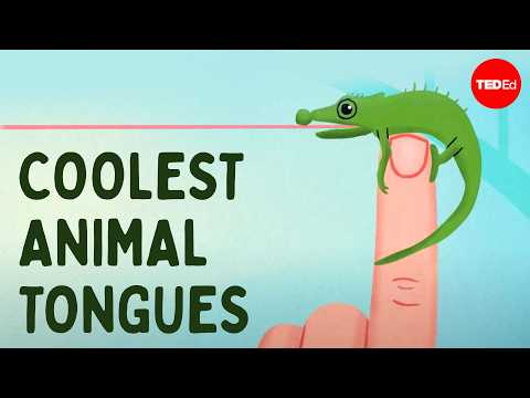 Tiere mit besonderen Zungen lyteCache.php?origThumbUrl=https%3A%2F%2Fi.ytimg.com%2Fvi%2FdzX8hvoGtT8%2Fhqdefault 