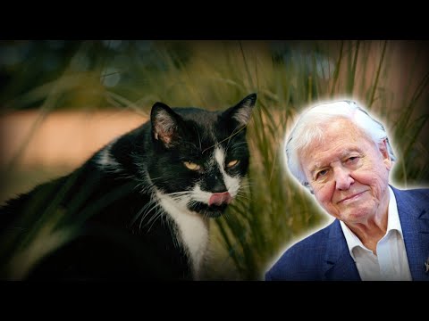 David Attenborough kommentiert das langweilige Alltagsleben einer Hauskatze lyteCache.php?origThumbUrl=https%3A%2F%2Fi.ytimg.com%2Fvi%2FeTb-7Gn-63o%2F0 