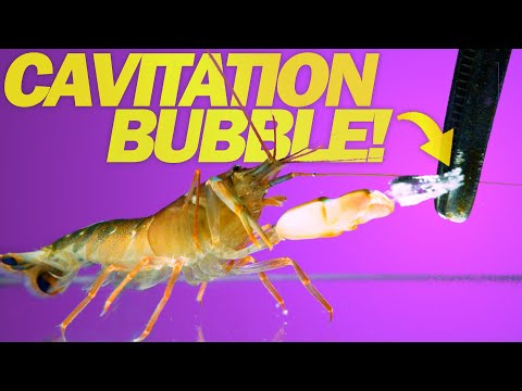 Impulsive Shrimp-Schnipps-Attacke in Superzeitlupe lyteCache.php?origThumbUrl=https%3A%2F%2Fi.ytimg.com%2Fvi%2FeXR--I99S60%2Fhqdefault 