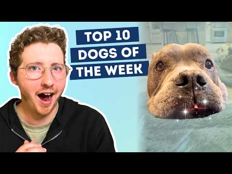 Fluff der Woche (107) lyteCache.php?origThumbUrl=https%3A%2F%2Fi.ytimg.com%2Fvi%2FepFX6rZgeXQ%2Fhqdefault 