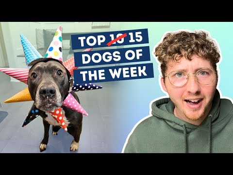 Fluff der Woche (74) lyteCache.php?origThumbUrl=https%3A%2F%2Fi.ytimg.com%2Fvi%2FfimjVtuFqtw%2F0 