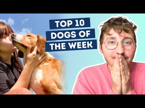 Fluff der Woche (92) lyteCache.php?origThumbUrl=https%3A%2F%2Fi.ytimg.com%2Fvi%2Fg1O4r3q-1Z0%2Fhqdefault 