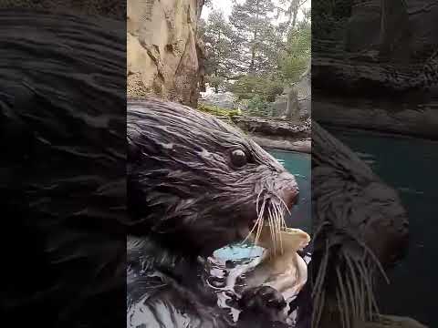 Fluff der Woche (111) lyteCache.php?origThumbUrl=https%3A%2F%2Fi.ytimg.com%2Fvi%2FgfSVqOKgzrc%2F0 