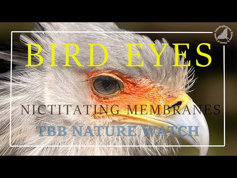 Vögel mit extra Augenlidern: Blinzeln in Zeitlupe lyteCache.php?origThumbUrl=https%3A%2F%2Fi.ytimg.com%2Fvi%2FggOXoElYxQc%2Fhqdefault 