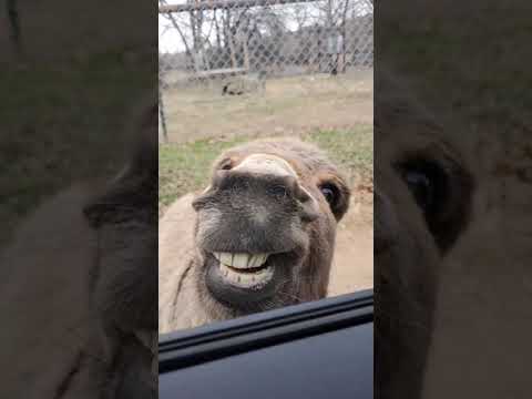 Fluff der Woche (110) lyteCache.php?origThumbUrl=https%3A%2F%2Fi.ytimg.com%2Fvi%2Fgqzc0wFmFaM%2Fhqdefault 