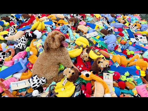 Hund mit 1.000 neuen Spielzeugen überrascht lyteCache.php?origThumbUrl=https%3A%2F%2Fi.ytimg.com%2Fvi%2FgxJBpQLHyIc%2Fhqdefault 